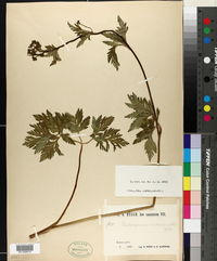 Image of Eleutherospermum cicutarium