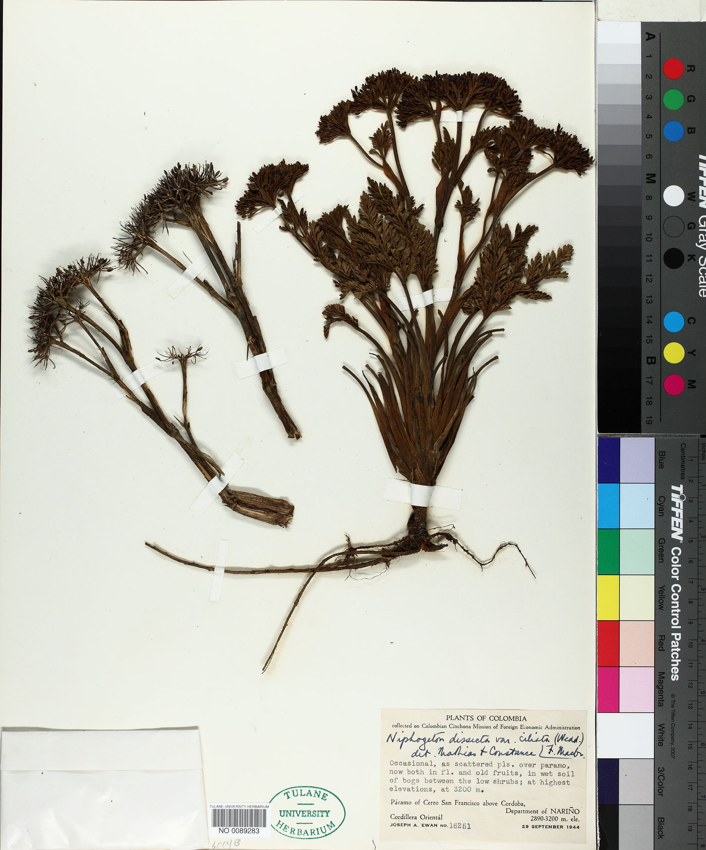 Niphogeton dissecta var. ciliata image