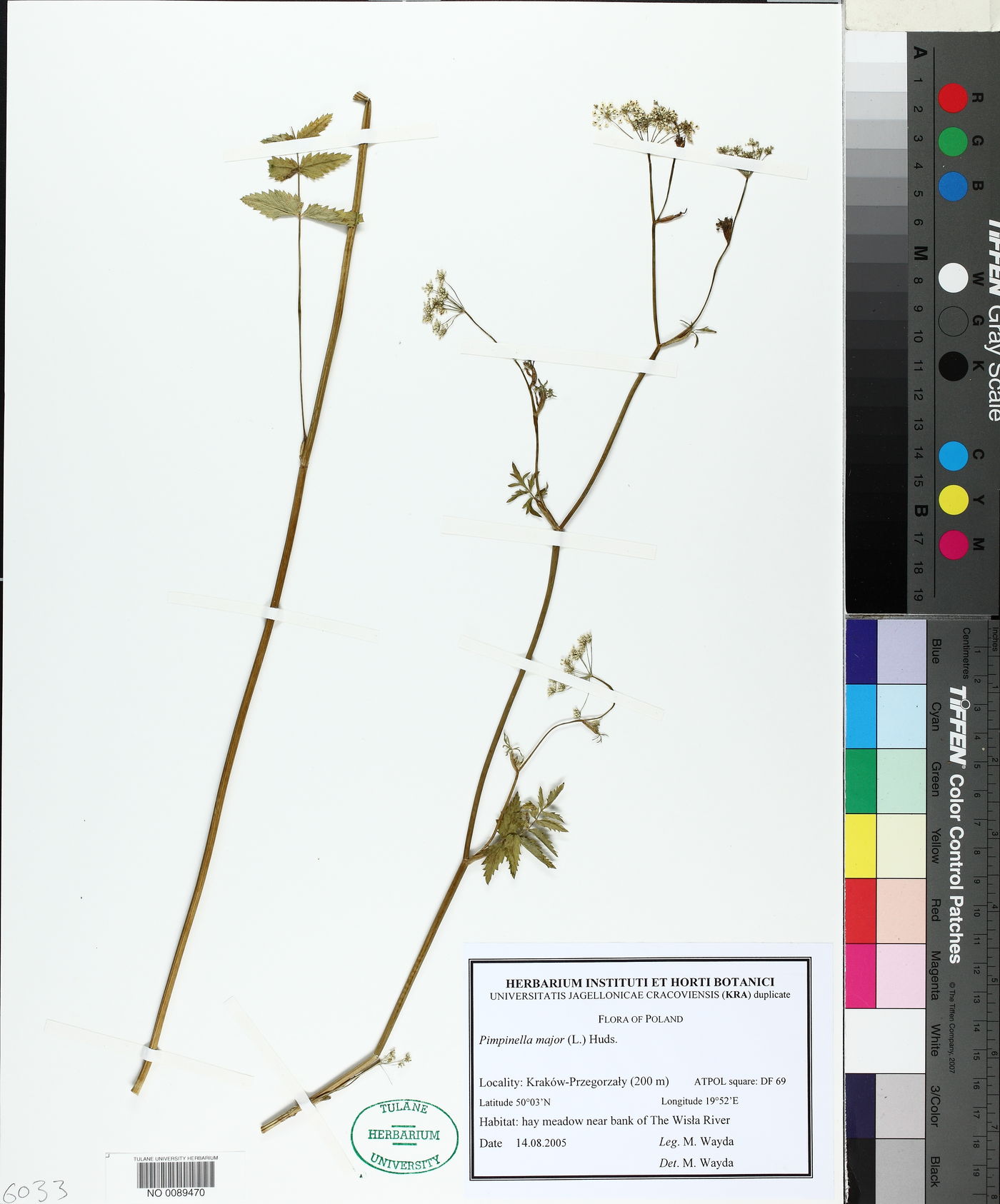 Pimpinella major image