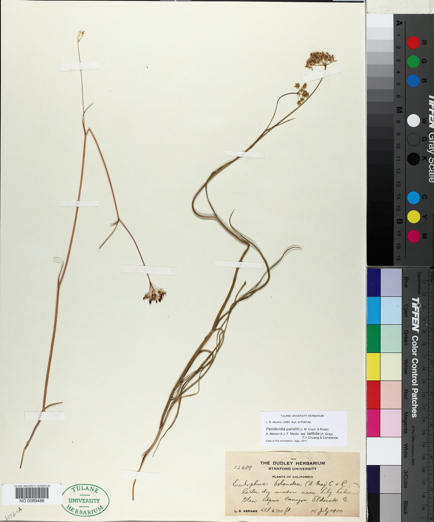 Perideridia parishii subsp. latifolia image