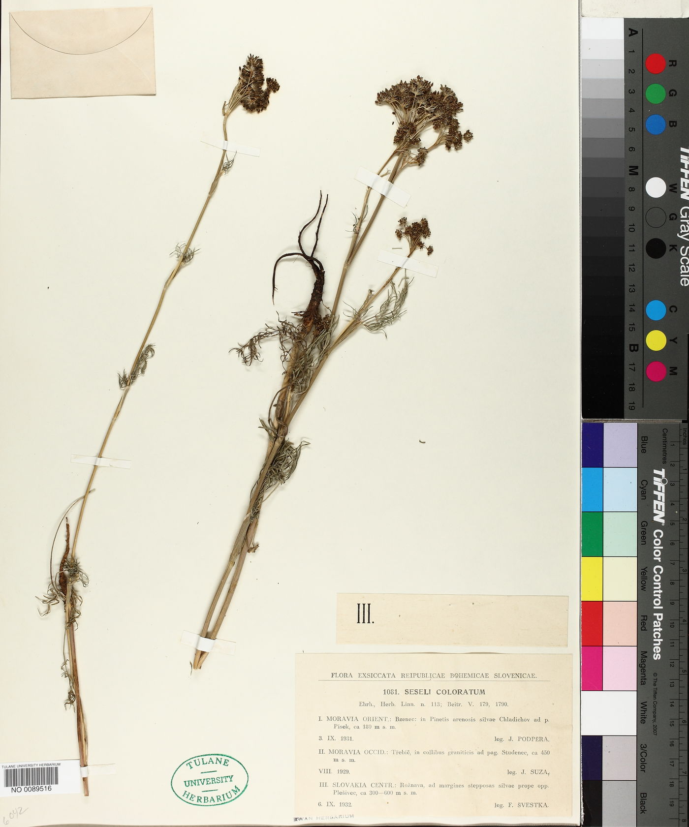 Seseli annuum subsp. annuum image