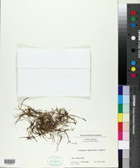 Lilaeopsis brasiliensis image