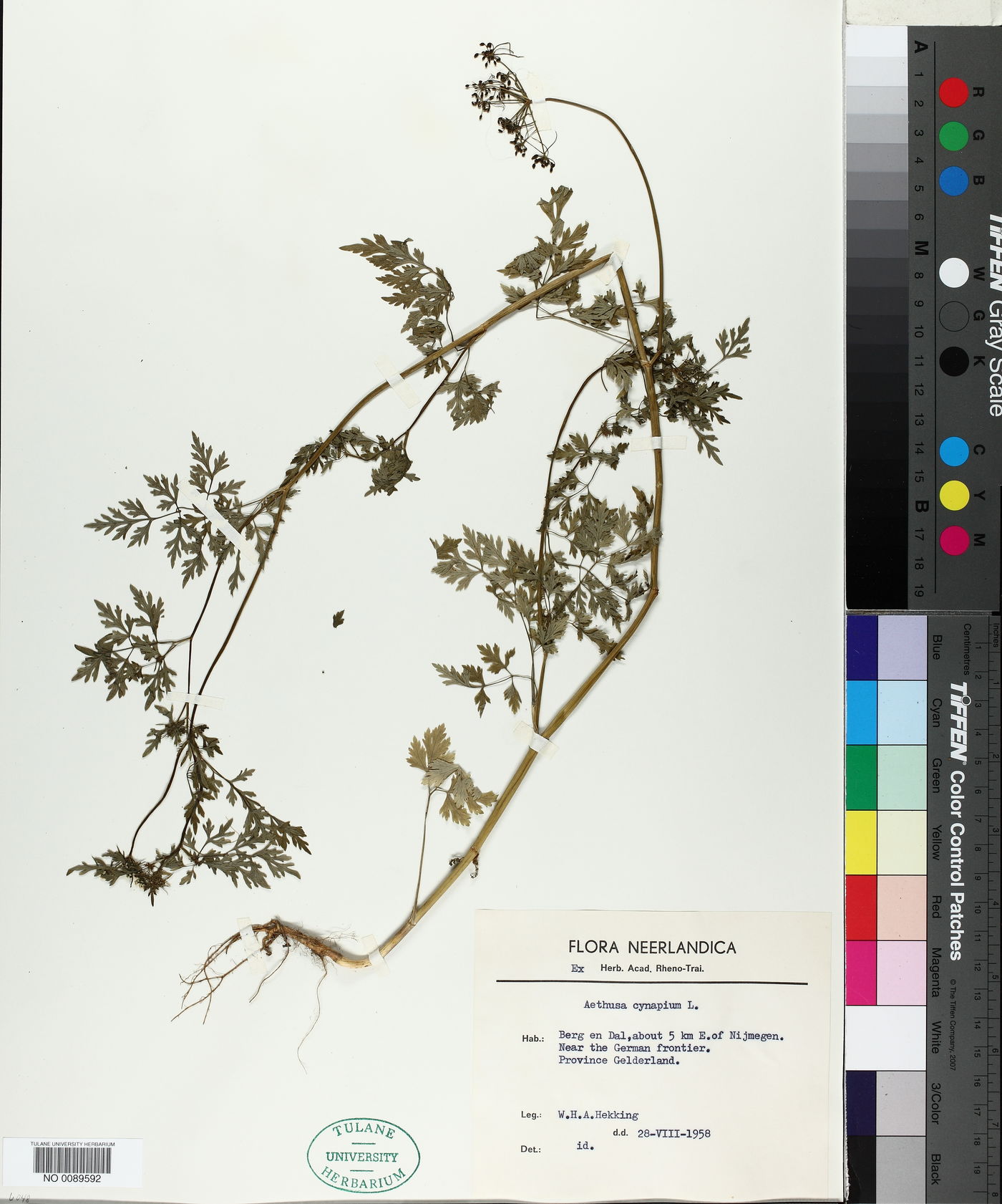 Aethusa cynapium image