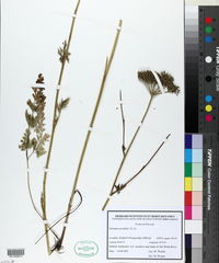 Image of Selinum carvifolia