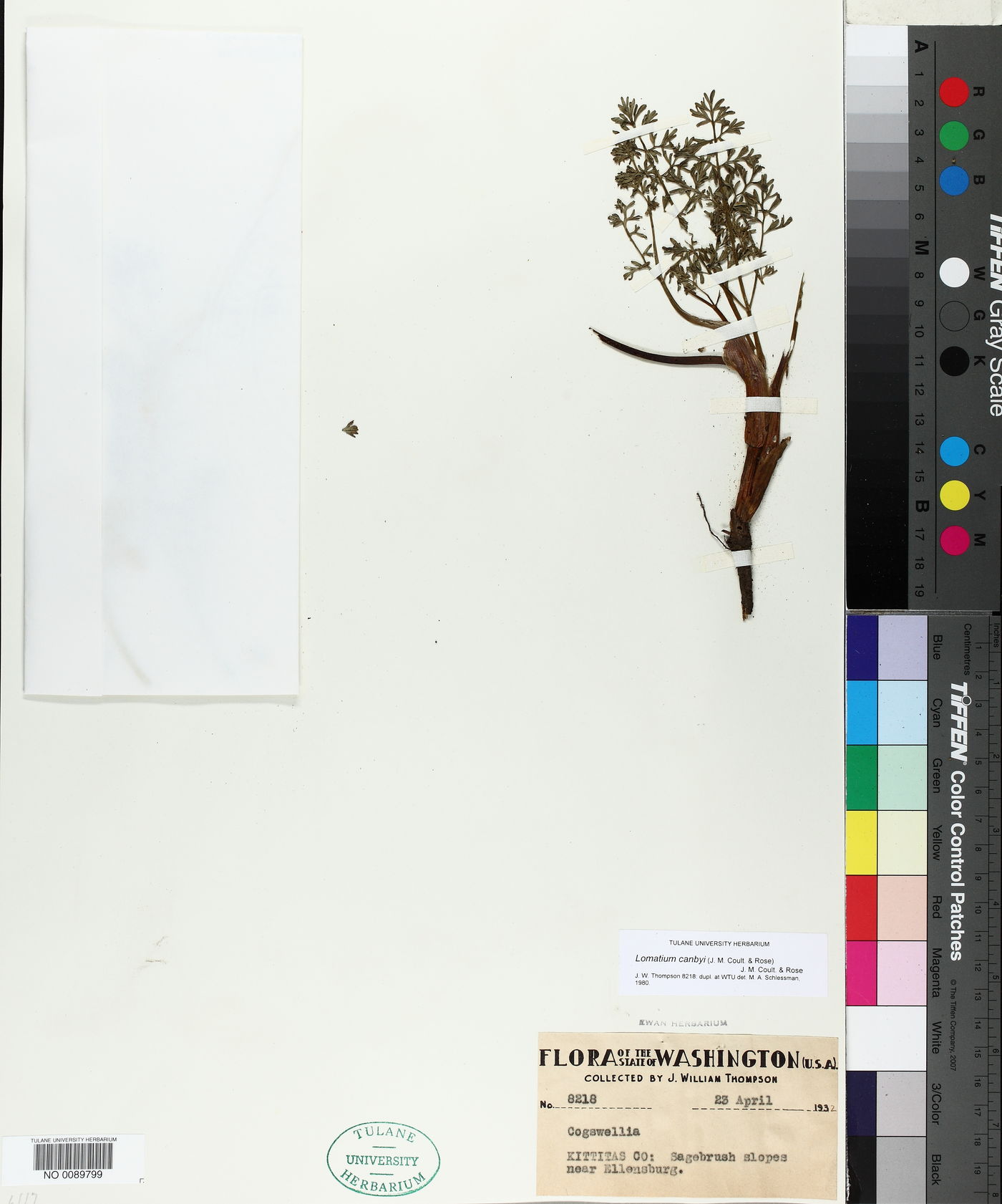 Lomatium canbyi image