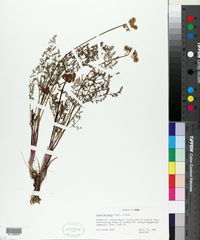 Lomatium grayi image