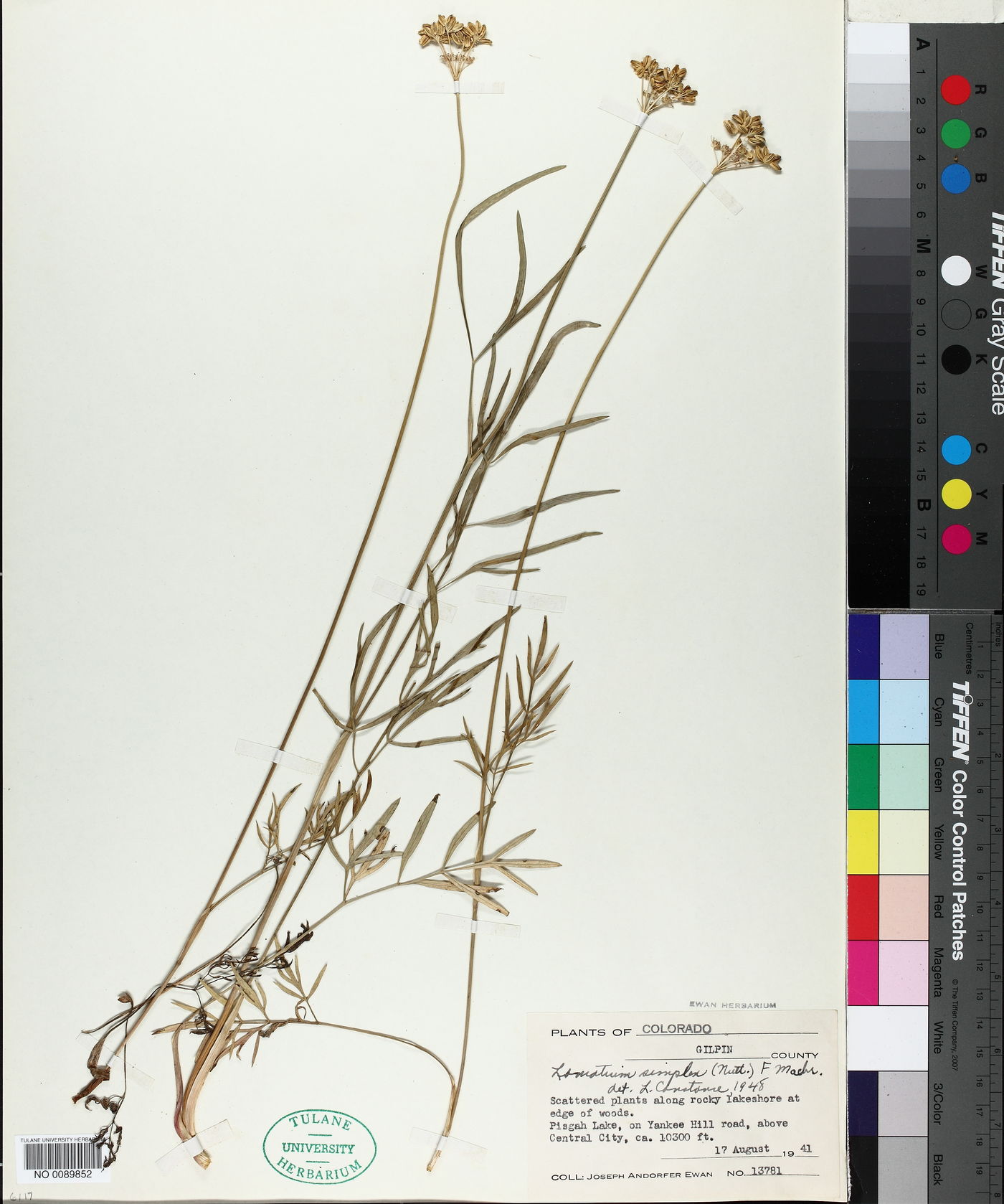 Lomatium simplex image
