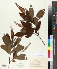 Clethra alnifolia image