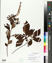 Clethra alnifolia image