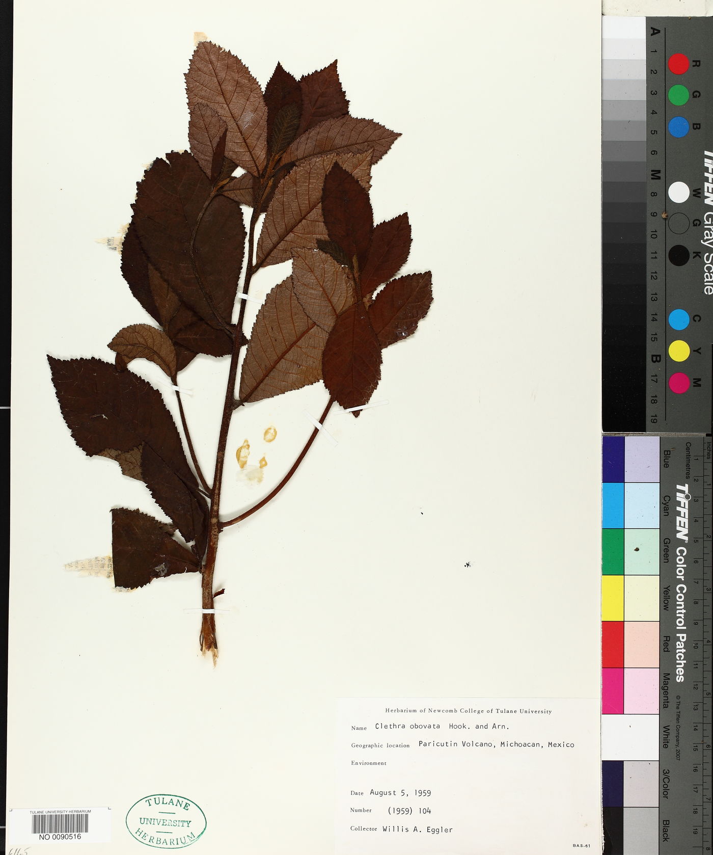 Clethra obovata image