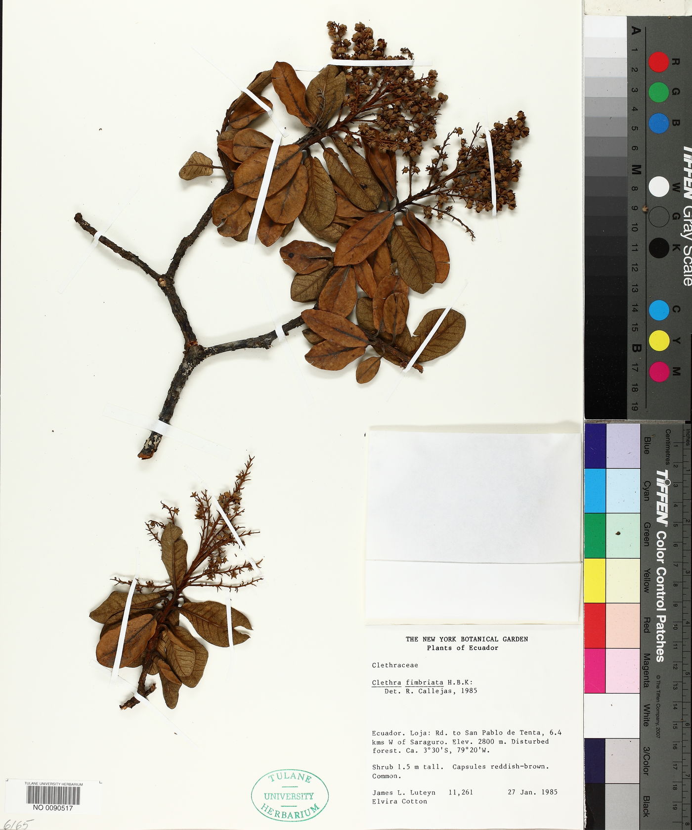 Clethra fimbriata image