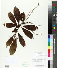 Clethra suaveolens image