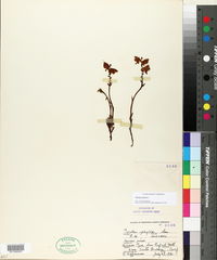 Pyrola picta image