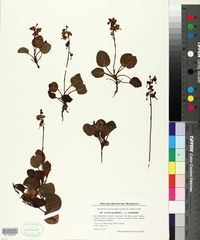 Pyrola rotundifolia subsp. rotundifolia image