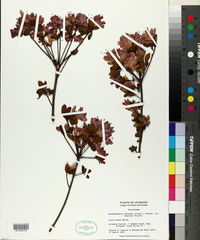 Rhododendron obtusum image