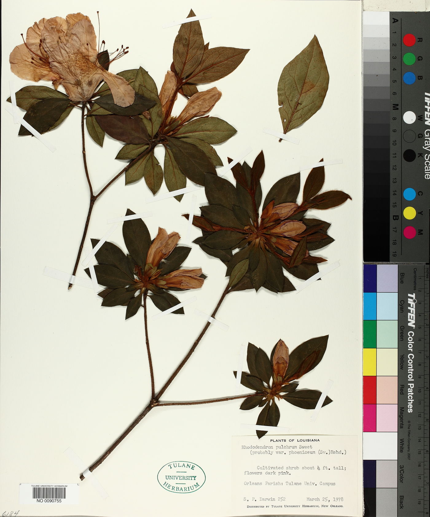 Rhododendron pulchrum image