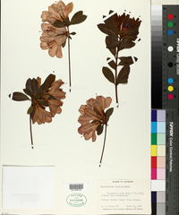 Rhododendron pulchrum image
