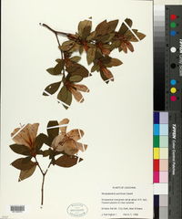 Rhododendron pulchrum image