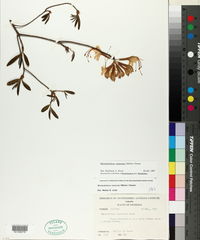 Rhododendron canescens image