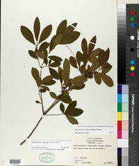 Rhododendron canescens image