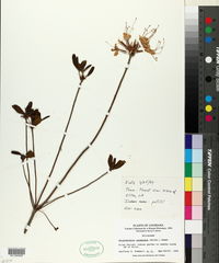Rhododendron canescens image