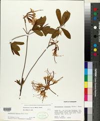 Rhododendron canescens image