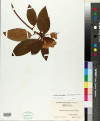 Rhododendron minus var. minus image
