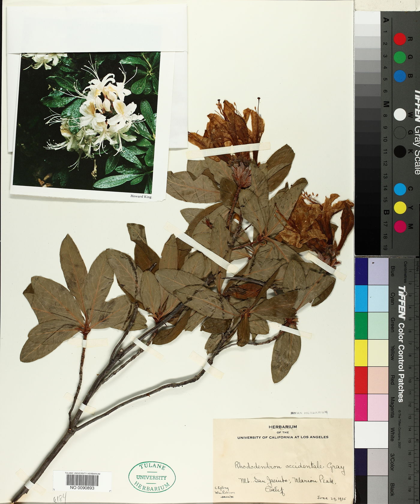 Rhododendron occidentale image