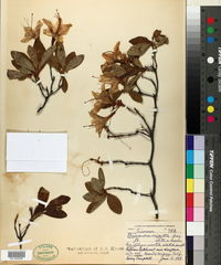 Rhododendron occidentale image
