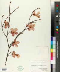 Rhododendron pentaphyllum image