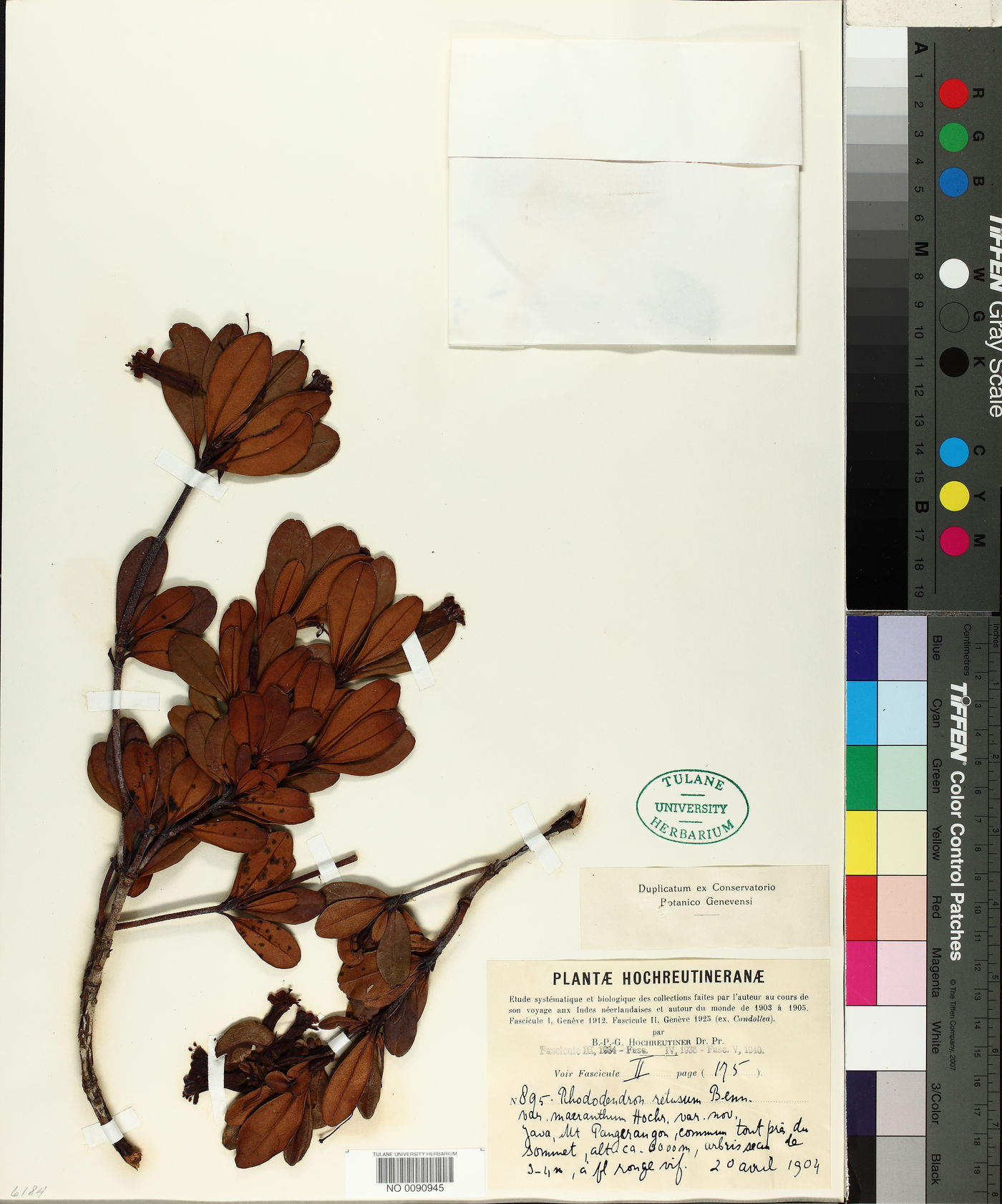 Rhododendron retusum image