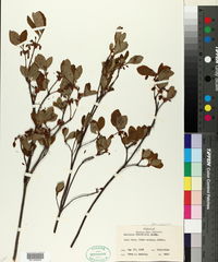 Rhododendron menziesii image