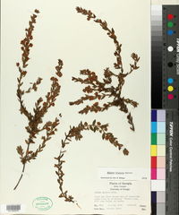 Kalmia hirsuta image