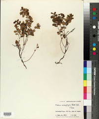 Kalmia microphylla image