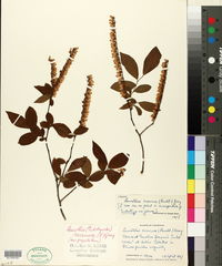 Leucothoe racemosa image