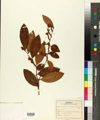 Leucothoe axillaris image