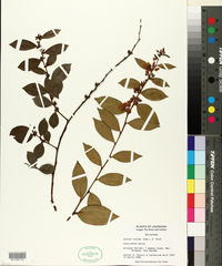 Lyonia lucida image