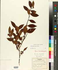 Lyonia lucida image