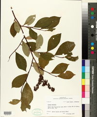 Lyonia mariana image