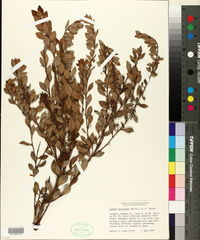 Lyonia fruticosa image