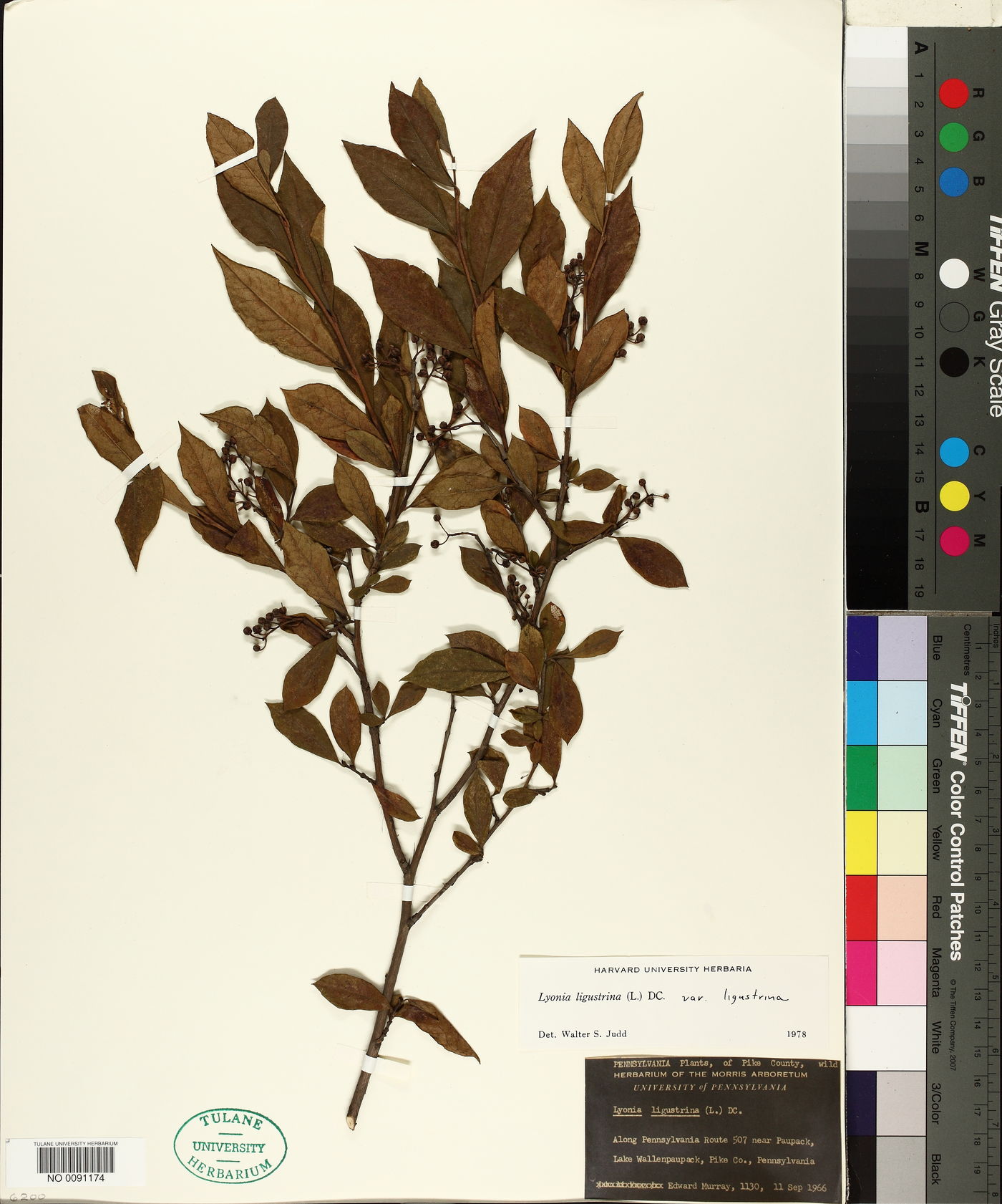 Lyonia ligustrina var. ligustrina image