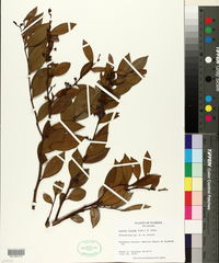 Lyonia lucida image