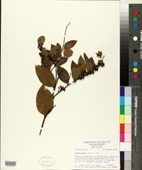 Lyonia lucida image