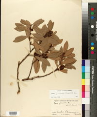Lyonia jamaicensis image