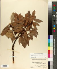 Lyonia jamaicensis image