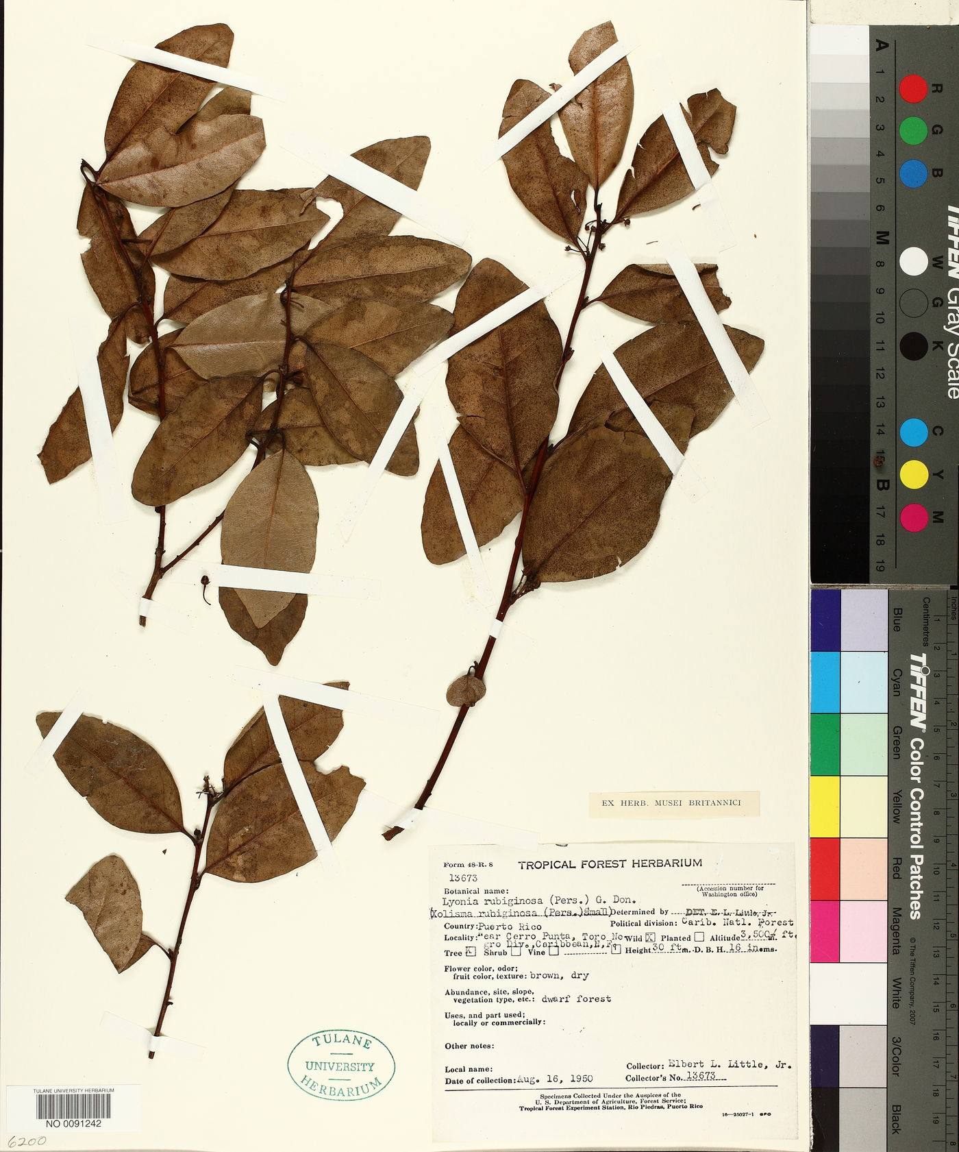 Lyonia rubiginosa image