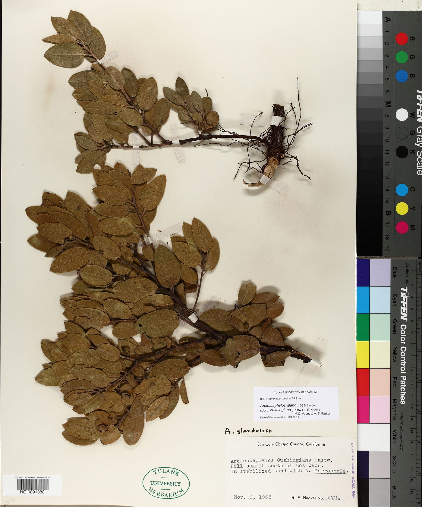 Arctostaphylos glandulosa image