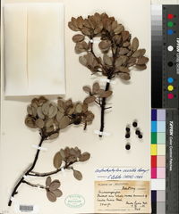 Arctostaphylos viscida image