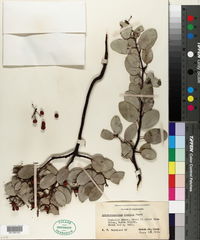 Arctostaphylos viscida image