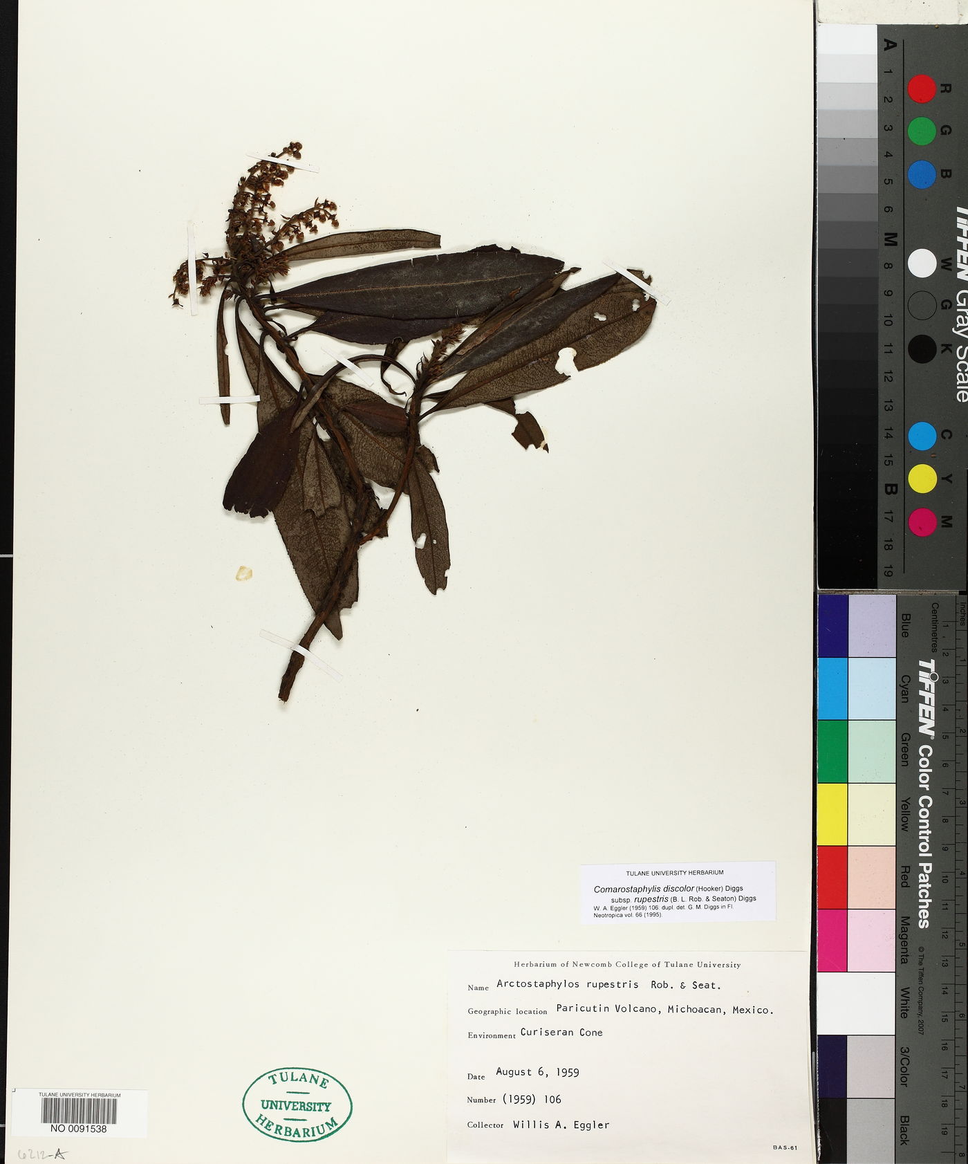 Comarostaphylis discolor subsp. rupestris image